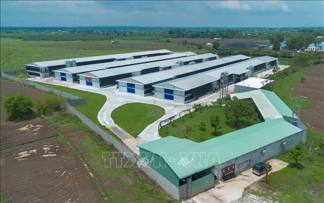 Đồng Nai đã và đang ứng dụng công nghệ hiện đại vào các quy trình chăn nuôi khép kín, tạo ra sản phẩm chất lượng cao, đáp ứng các tiêu chuẩn khắt khe để xuất khẩu sang những thị trường khó tính. (Ảnh: Phan Phương /TTXVN)